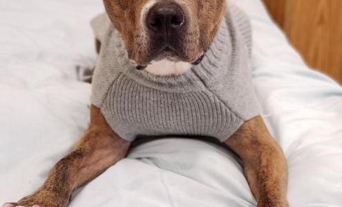 Humane Society & SPCA of Hancock County