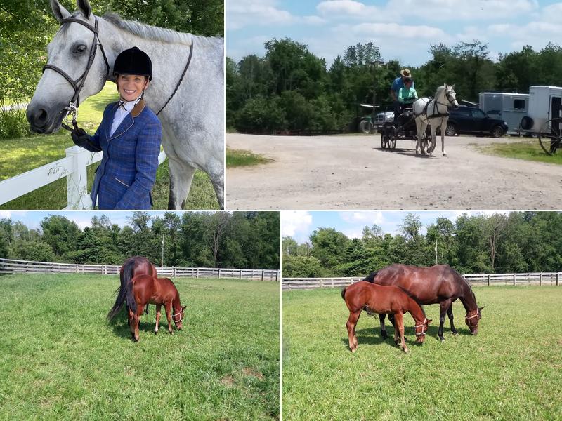 Magic Meadow Stable LLC