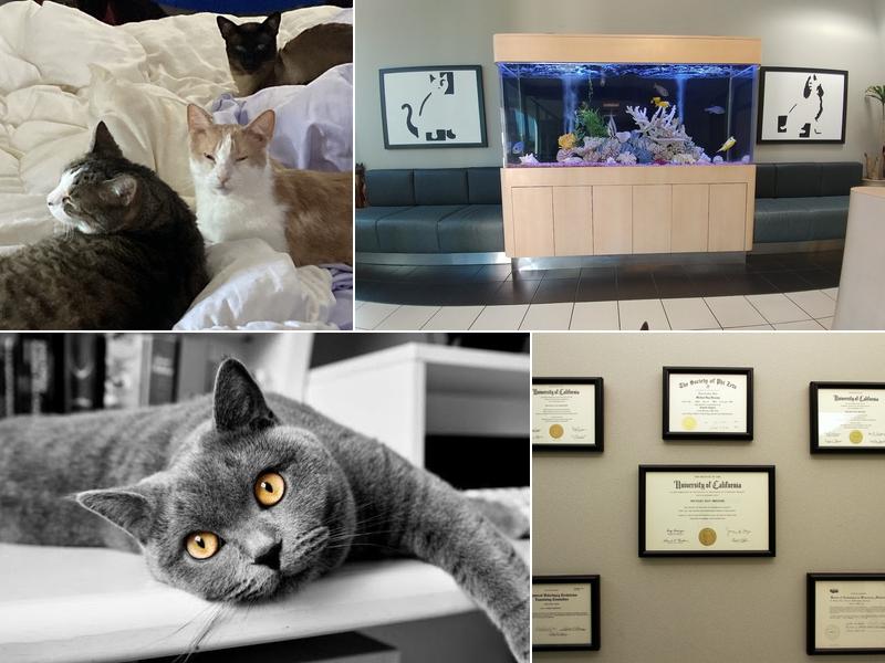 Advanced Veterinary Medical Imaging