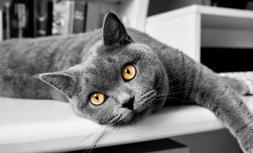 Advanced Veterinary Medical Imaging