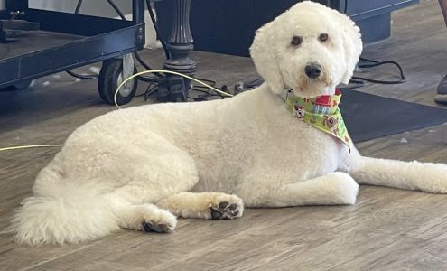 Pawfection Pet Grooming Park Hills