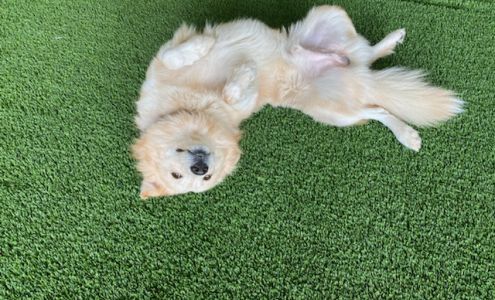 North Star Animal Center