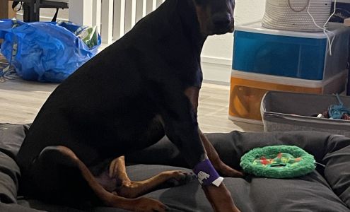 Santa Clarita Animal Urgent Care and Wellness Center