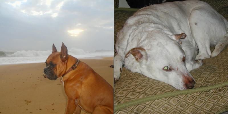 Doggie Divas of Austin