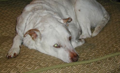 Doggie Divas of Austin