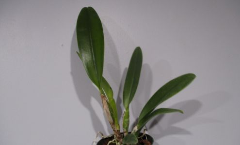 Carrboro Tropicals