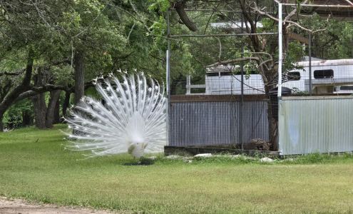 Rose and Grace Mini Farm