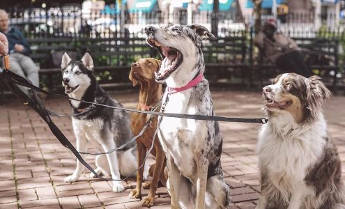 DJ McCoy Dog Obedience Training Texas LLC