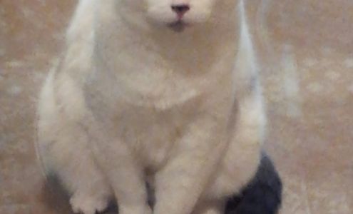 J&S Pet Sitting Service