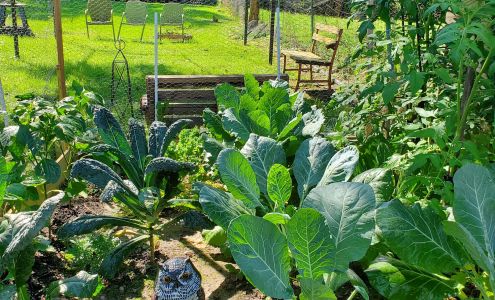 Soil Sisters Plant Nursery