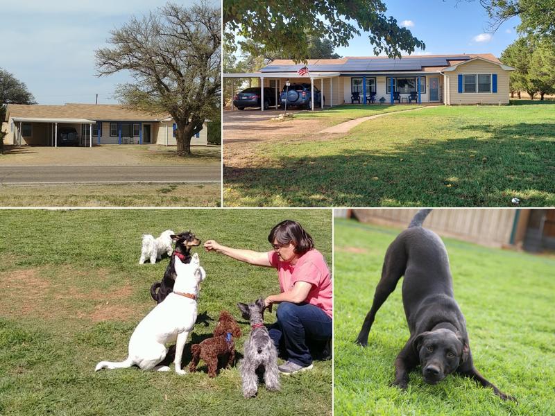 Leash and Collar Pet Care