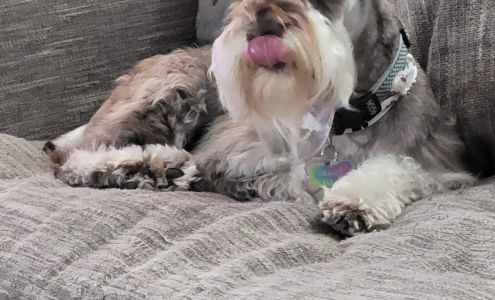 Paula's Paws Pet Grooming 6516 Tilden Ct, Amarillo Texas 79124