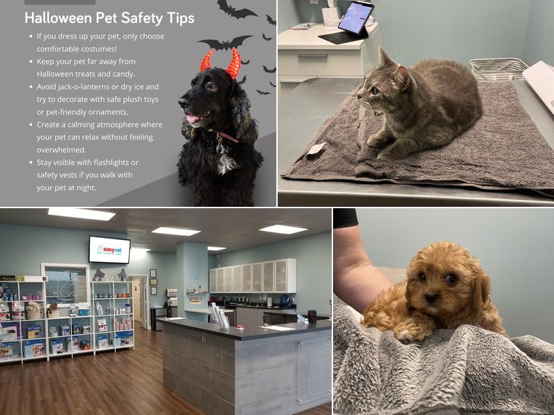 easyvet Veterinarian Manvel