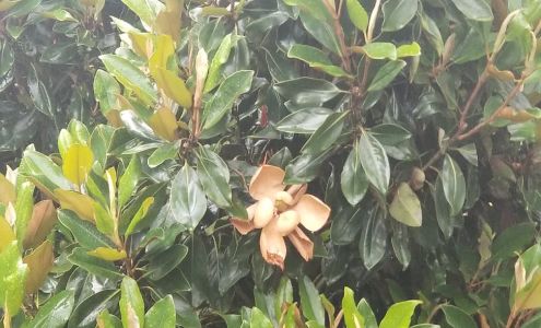 Winn Nursery of Virginia Inc