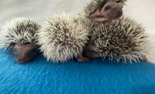 Texas Hedgehogs and Exotics Iowa Park