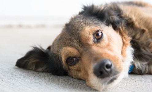 Wichita Valley Pet Cremation Iowa Park