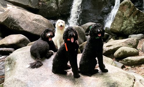 River's Edge Dog Academy LLC