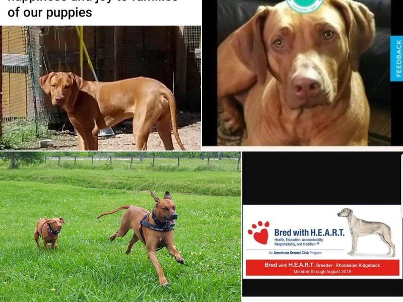 Hunterson Farms Rhodesian Ridgebacks Inc