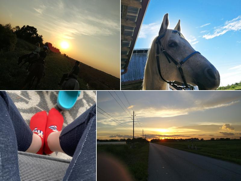 Saddlebrook Horse School