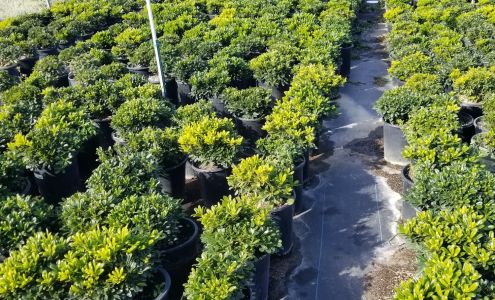 Green View Nursery Inc