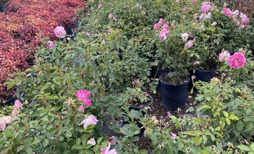 Los Feliz Nursery