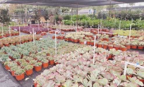 Devil Mountain Wholesale Nursery - Orange