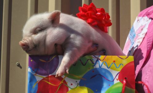 Best Little Potbelly Pig House in Texas Beach City