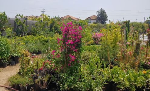Mimosa Nursery Rosemead