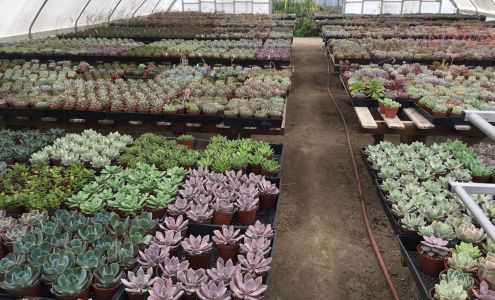 Rancho Vista Nursery