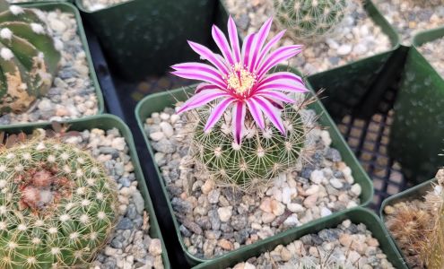 C & J Cactus Nursery Inc