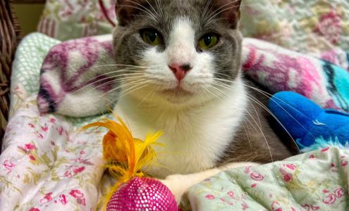 Adopt A Pet Victoria