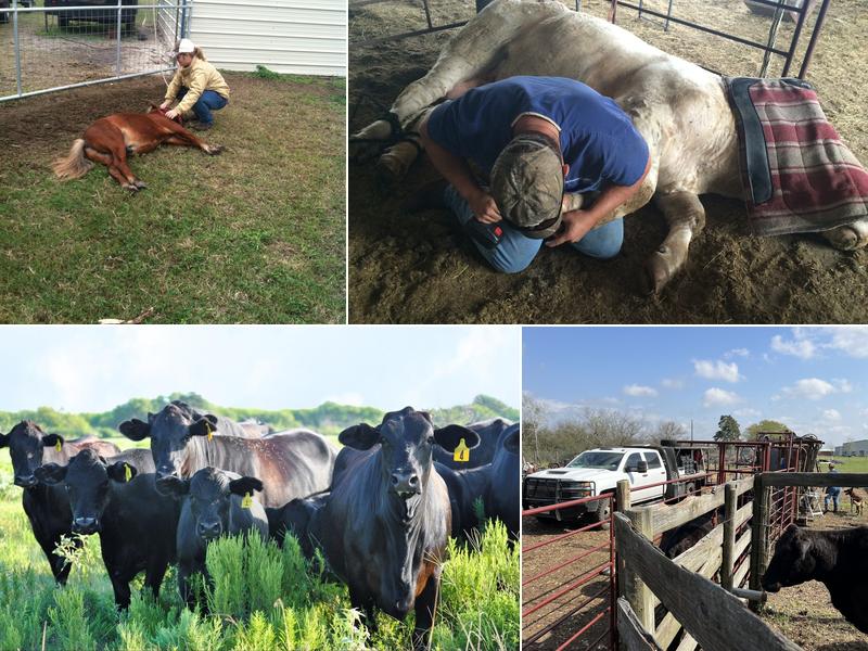 South Texas Large Animal Mobile Veterinary Services, PLLC