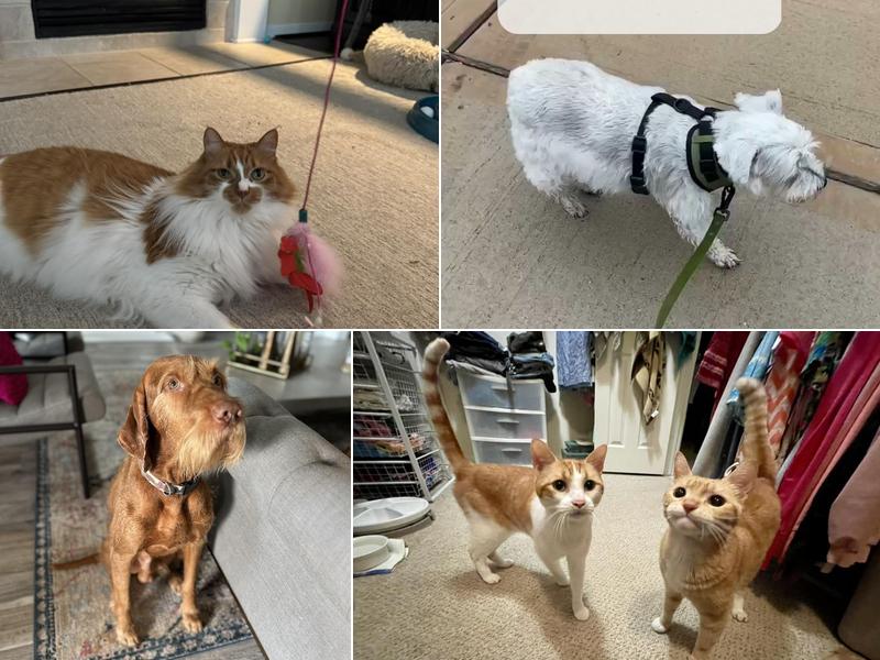 The Bryi's Pet Sitting