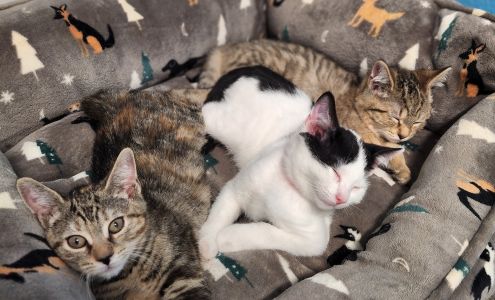 Yarmouth SPCA Yarmouth