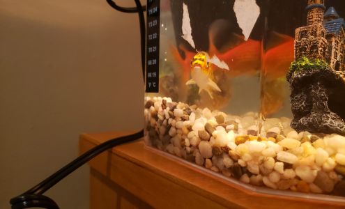 Moor Aquariums Fish and Reptiles Yarmouth