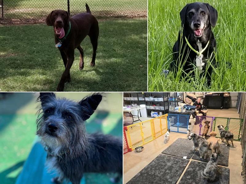 Sunset Acres Dog Ranch