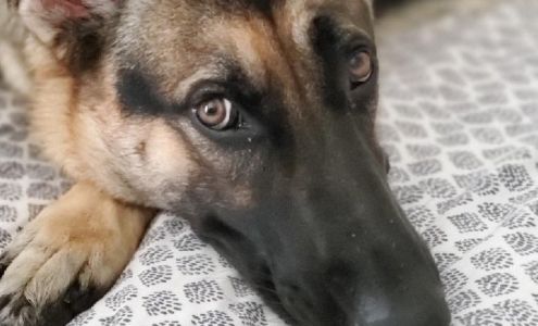 United K9 Academy San Marcos