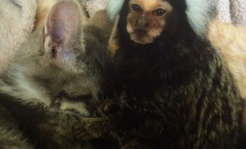 Pawz 'N' Klawz St. Paul