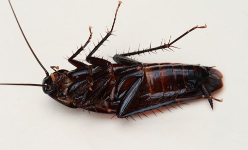 CRABAPPLE PEST CONTROL