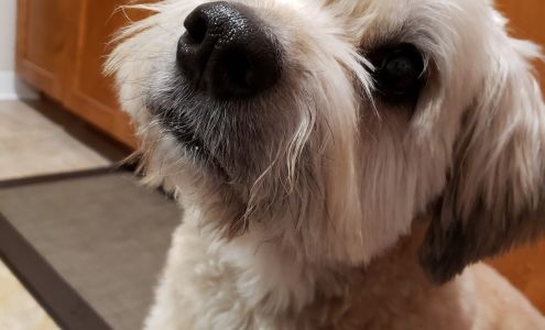 Grooming Tails Pet Salon