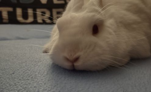 Funny Bunny Services