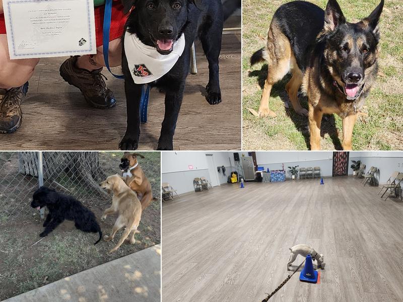 K9 University Dog Training OKC