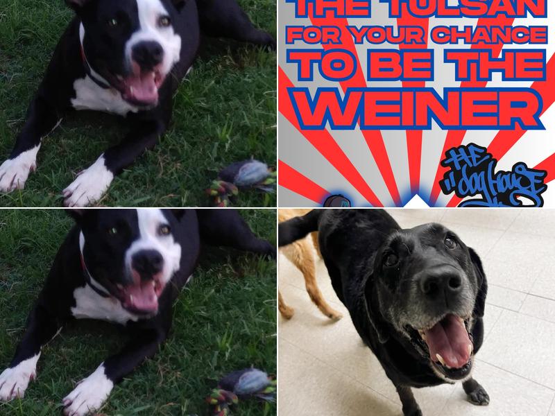 The Dog House, Spa, & Resort