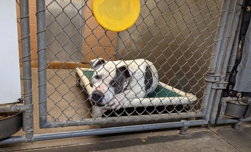 City of Sand Springs Animal Control Facility