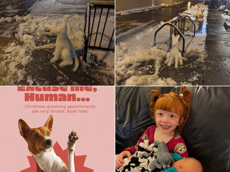 Pawsitively Purrfect Pet Grooming