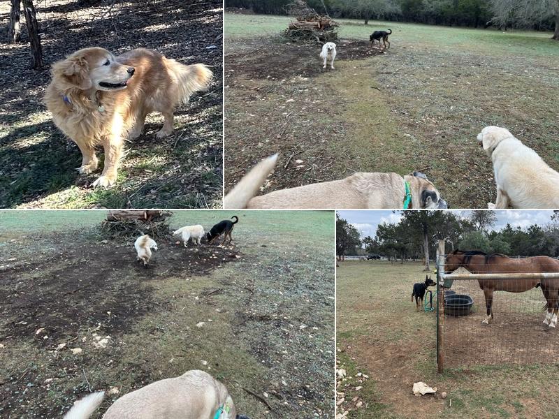 Gold Ducat Kennels & Farmette