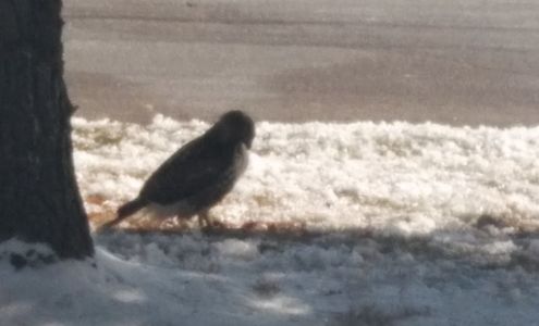 American Floor Covering