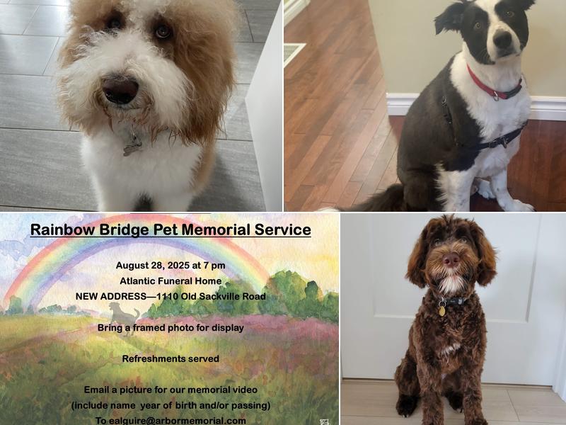 Reigning Cats n Dogs Pet Spa