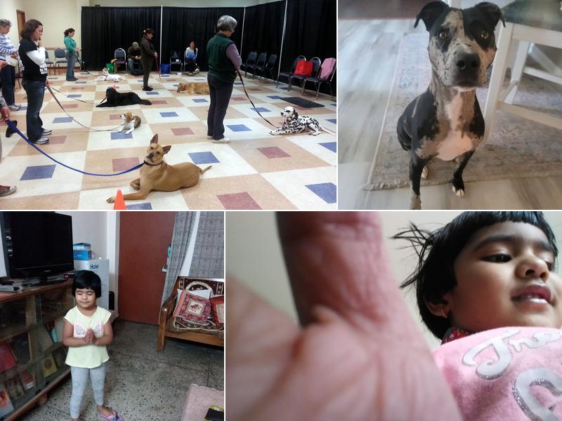 Woof University, LLC