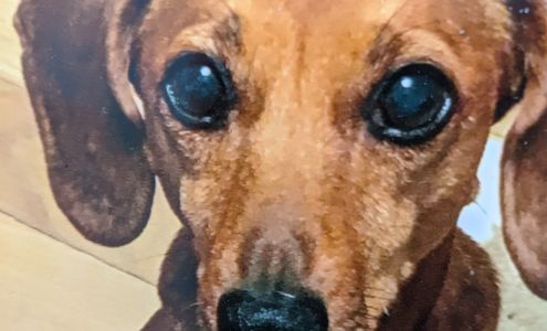 Cutler Animal Hospital